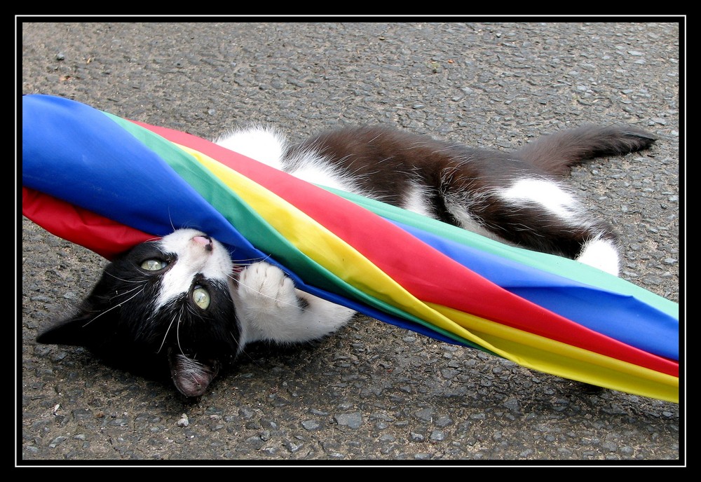 le chat et le parapluie