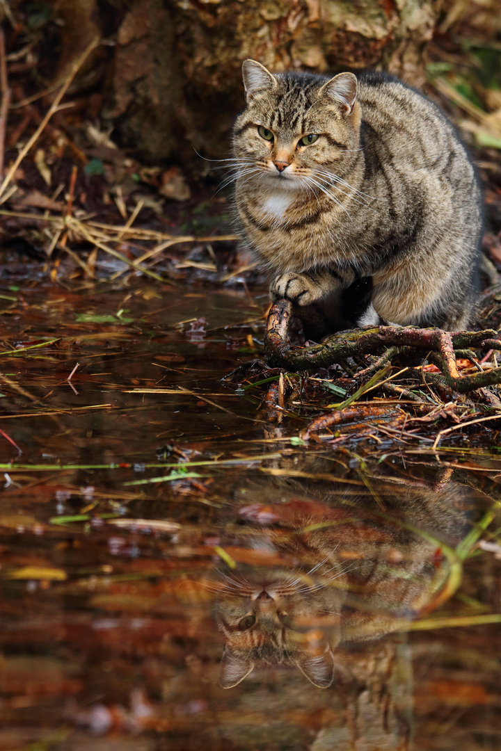 le chat et son reflet 