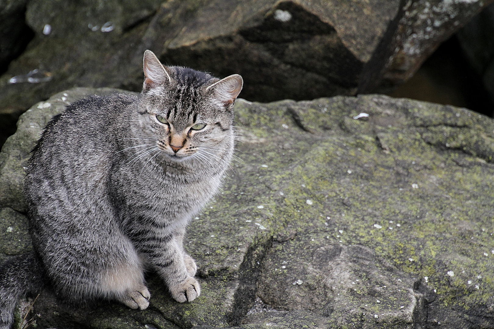 Le Chat Gris Photo Et Image Animaux Animaux Domestiques Chats Images Fotocommunity Le Chat Gris Photo Et Image Animaux Animaux Domestiques Chats Images Fotocommunity