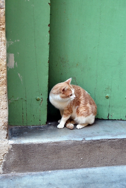 le chat isolé