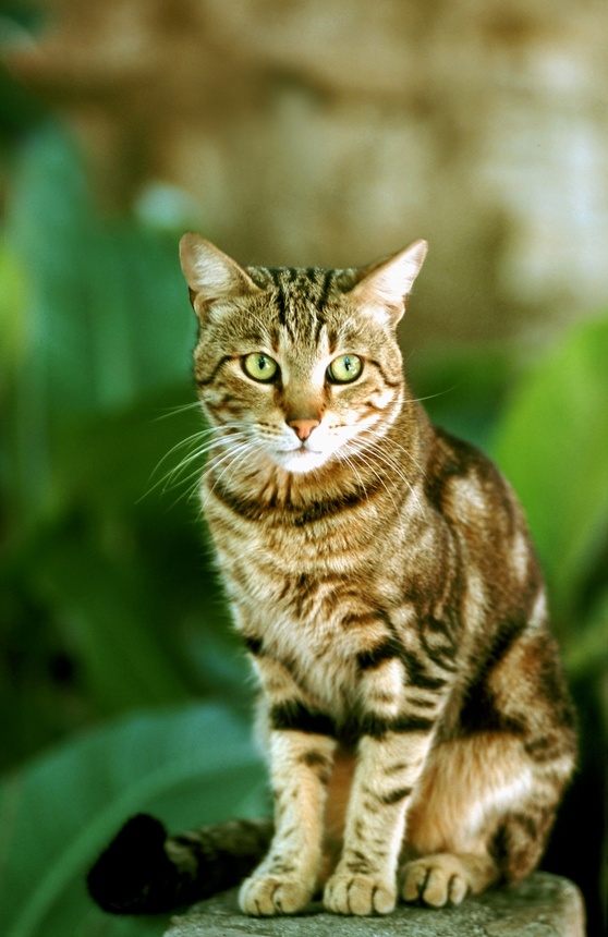 Le Chat Jardinier