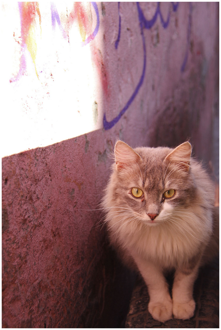 le chat marocain 2
