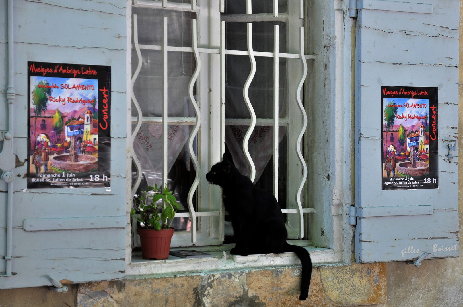 le chat mélomane