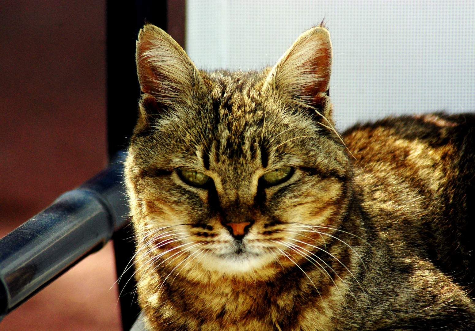 " Le chat mijote et ne bout jamais. Le chat est un animal concentré, un poêle à combustion lente"