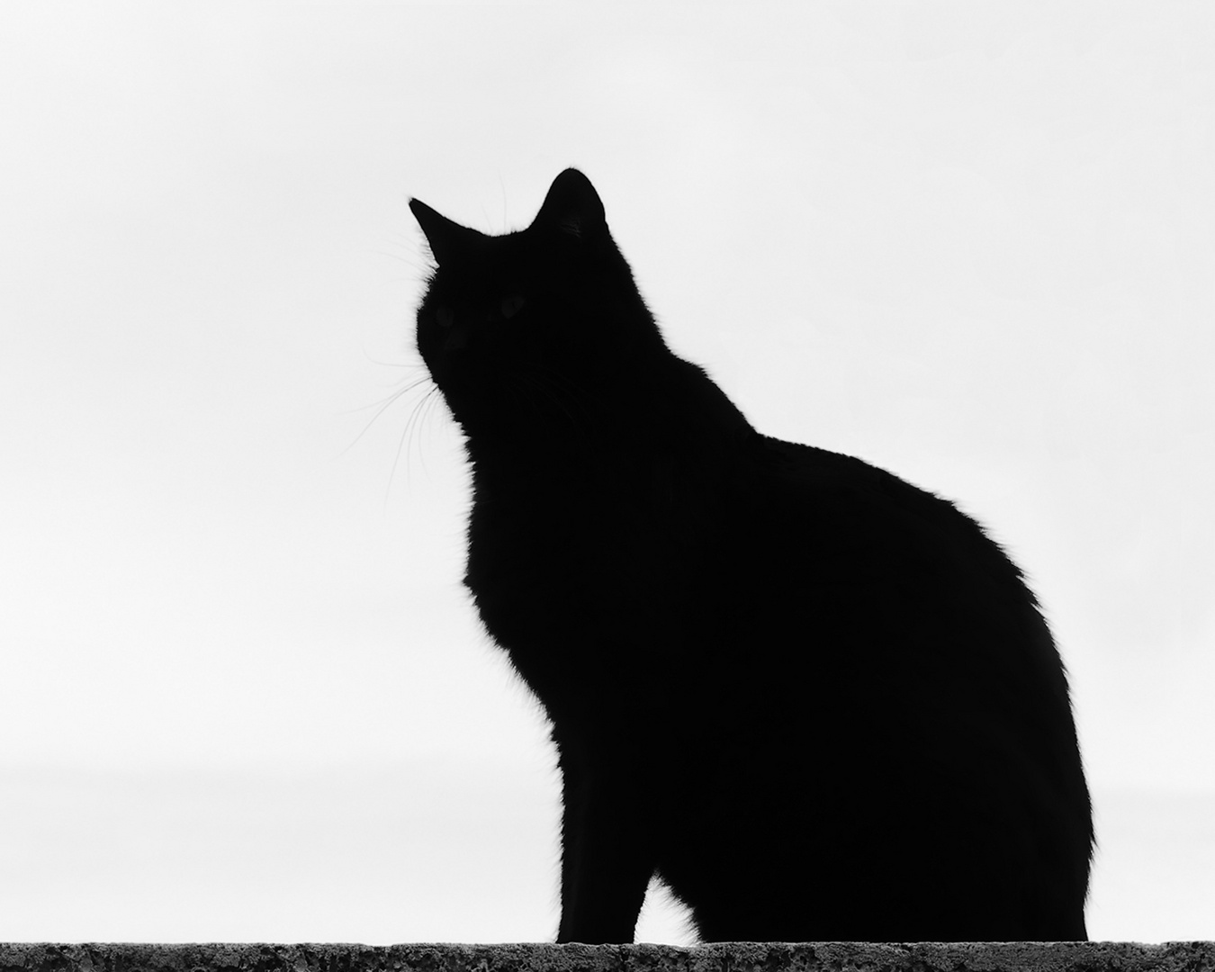 "Le Chat Noir"