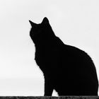 "Le Chat Noir"