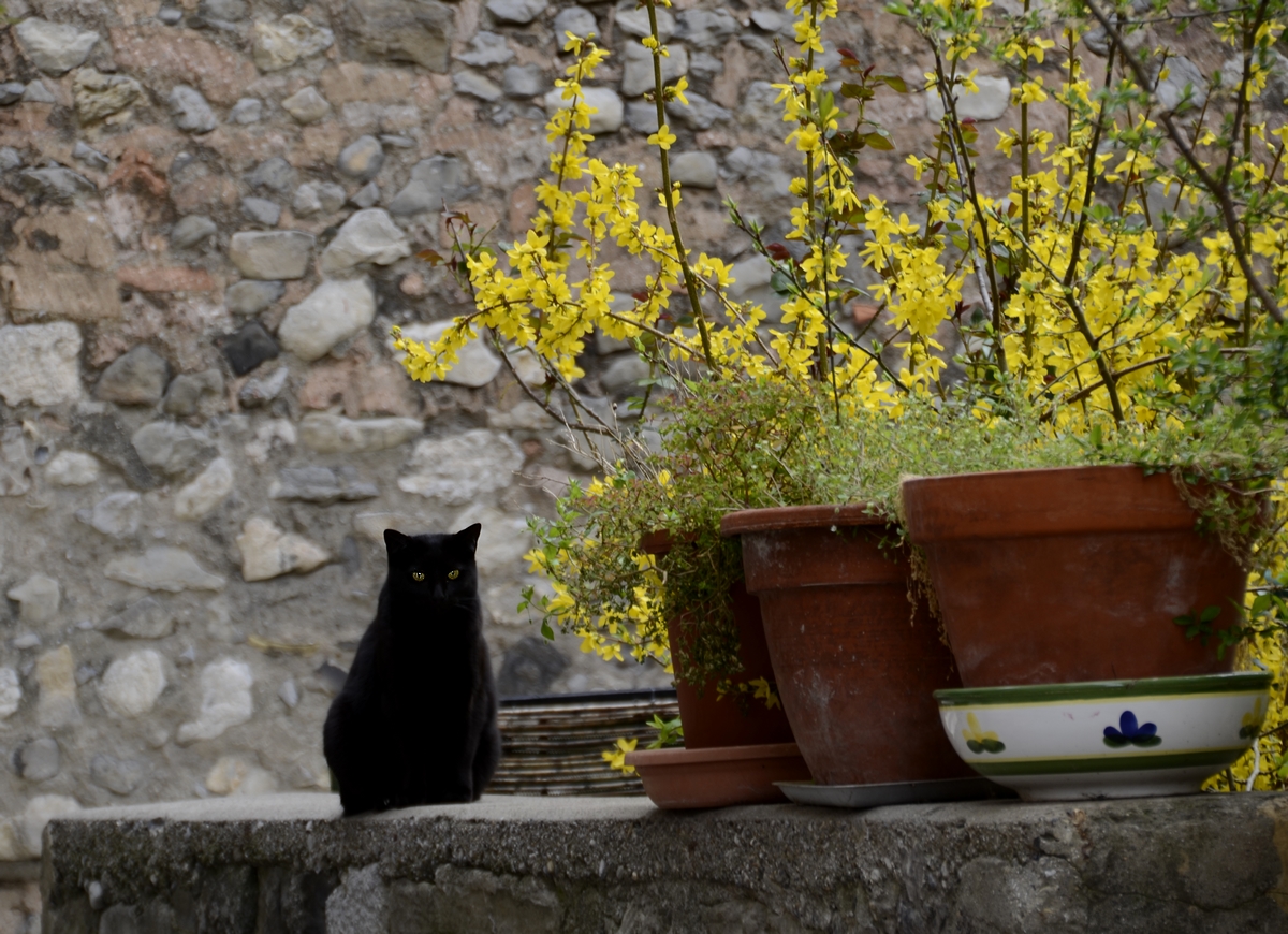 * le chat noir *