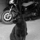 LE CHAT NOIR