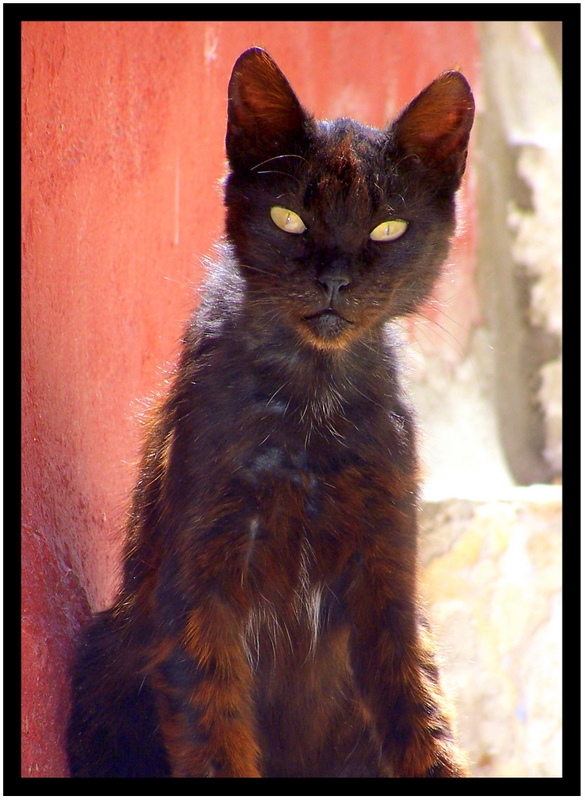 Le Chat Noir