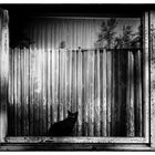 Le chat noir