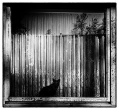 Le chat noir