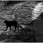 le chat noir qui sort de l ombre...