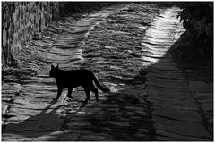 le chat noir qui sort de l ombre...