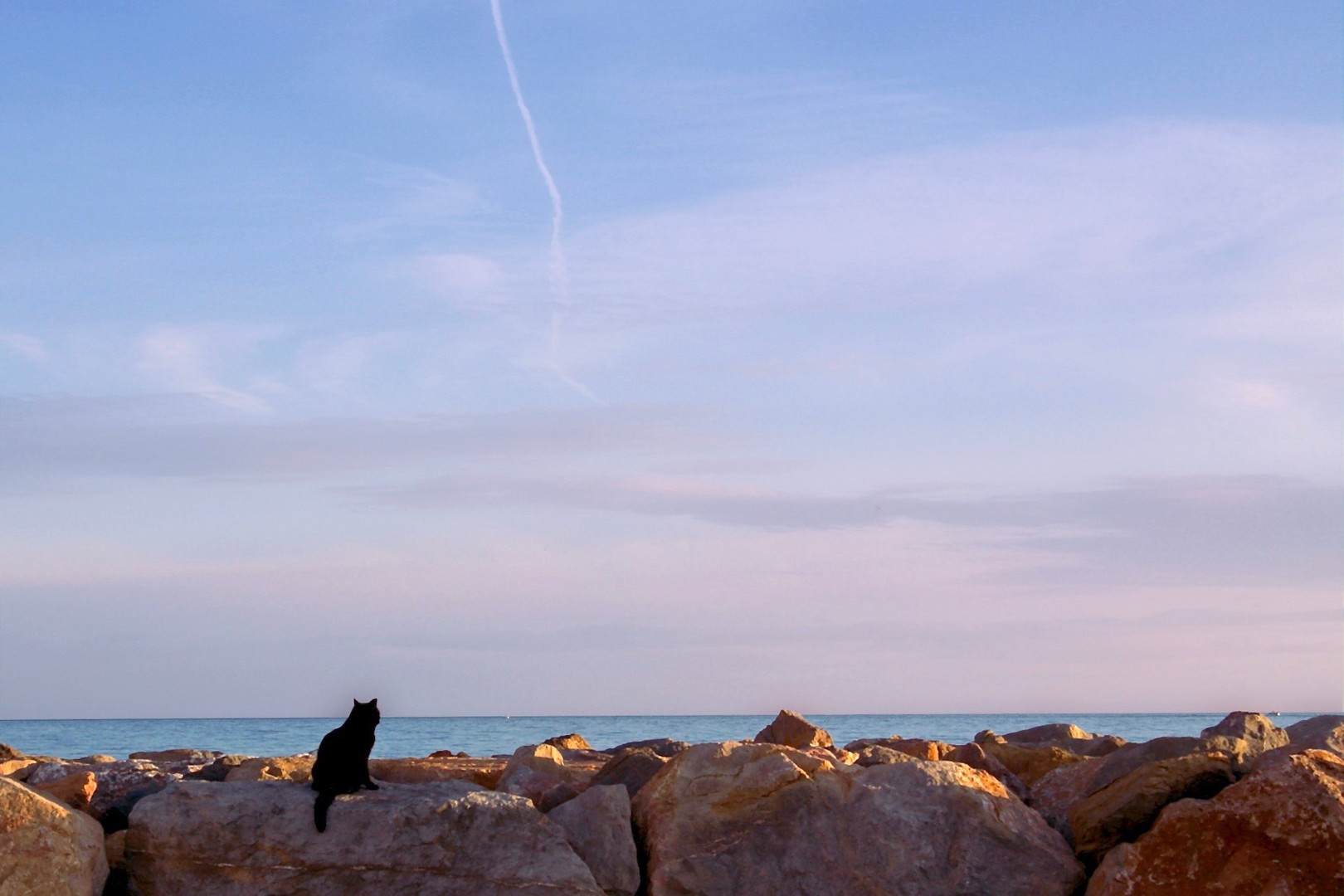 Le chat qui aime la mer.