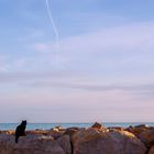 Le chat qui aime la mer.