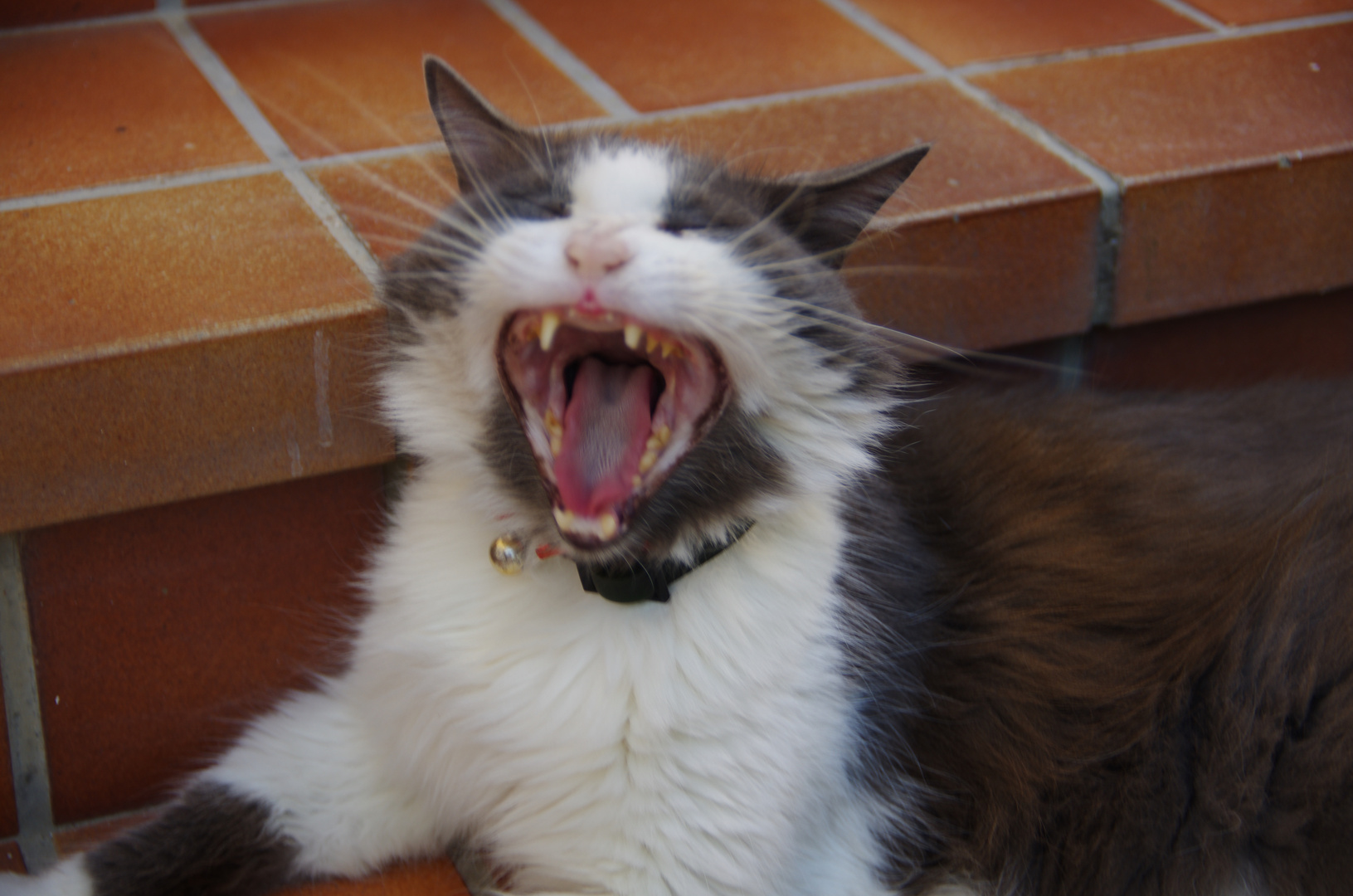 Le Chat Qui Baille Photo Et Image Animaux Animaux Domestiques Nature Images Fotocommunity
