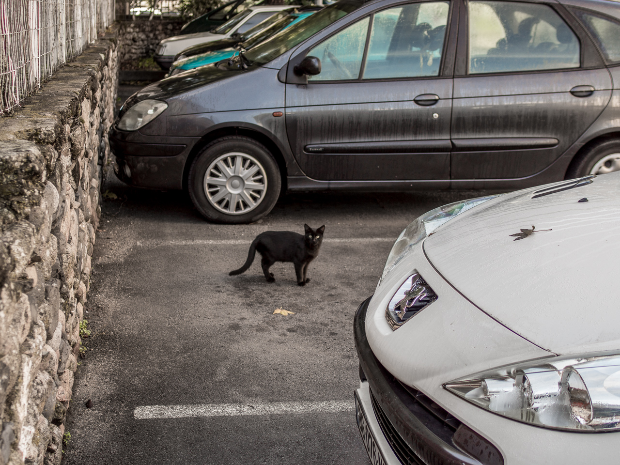 le chat qui gardait la place de parking