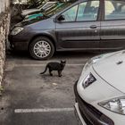 le chat qui gardait la place de parking