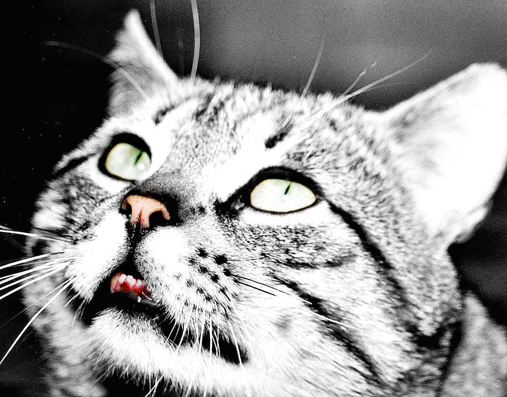 Le Chat Qui N A Pas Froid Aux Yeux Photo Et Image Animaux Animaux Domestiques Chats Images Fotocommunity