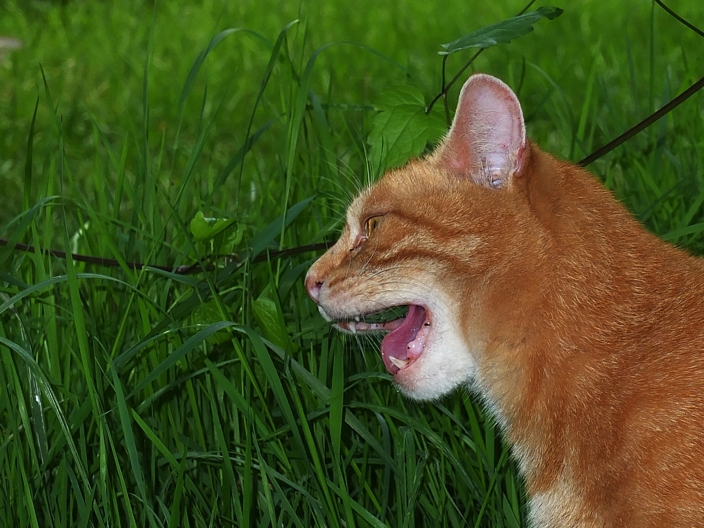 le chat roux photo et image  nature, animaux, chats Images