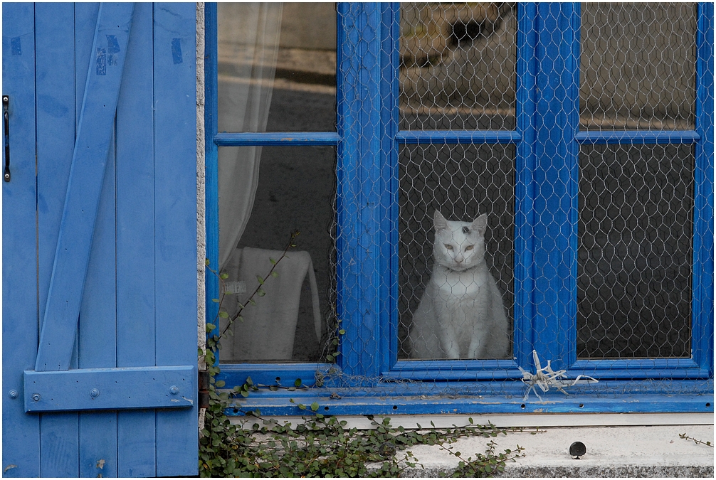 Le chat qui rêve..........