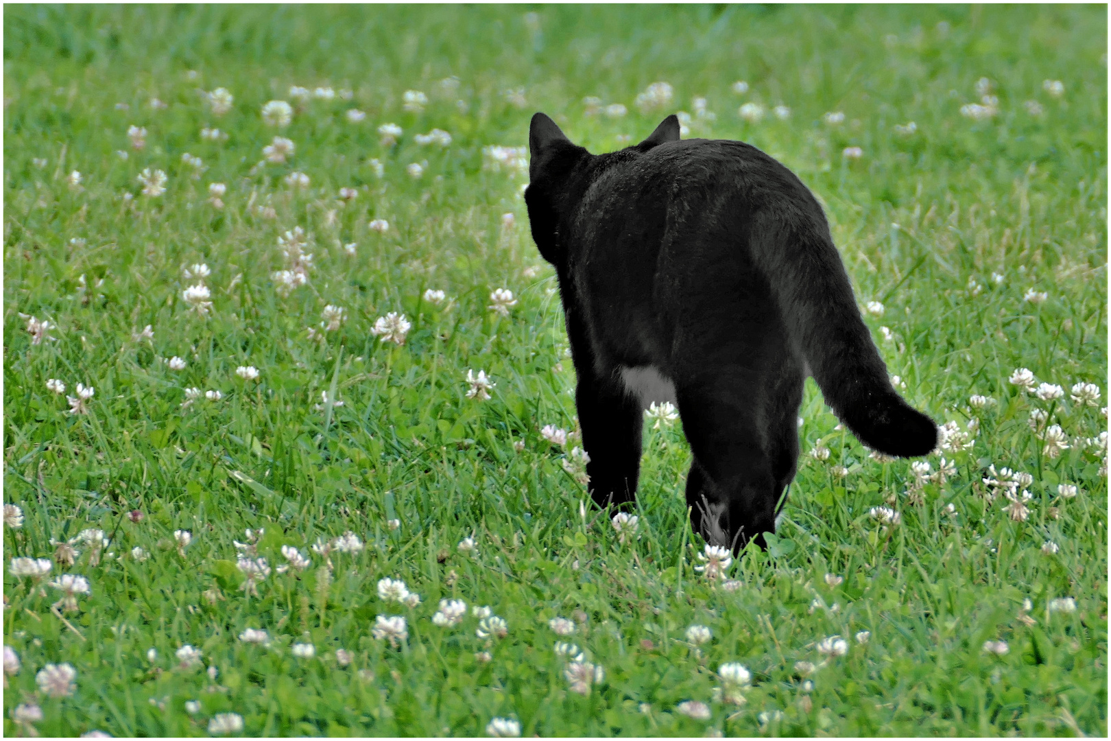 le chat qui s en va tout seul ...