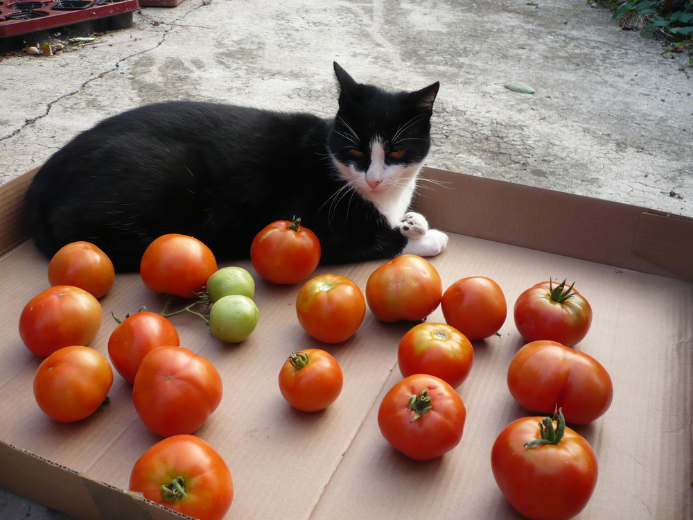 Le chat qui surveille les tomates...