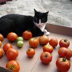 Le chat qui surveille les tomates...