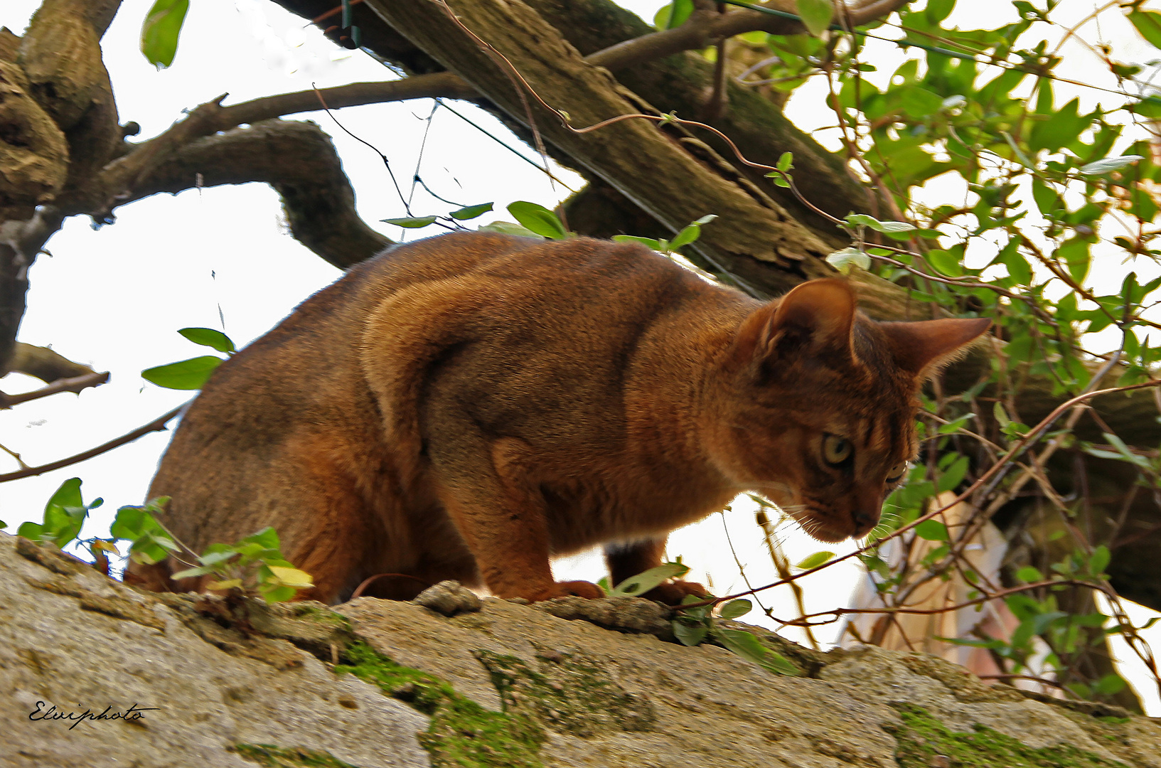 Le chat roux 