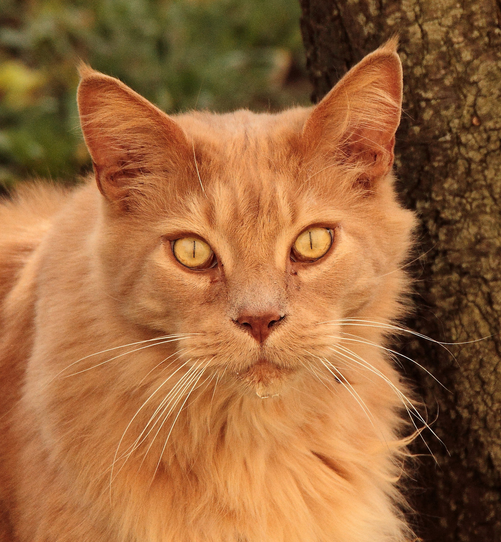Le Chat Roux Photo Et Image Nature Animaux Chats Images Fotocommunity
