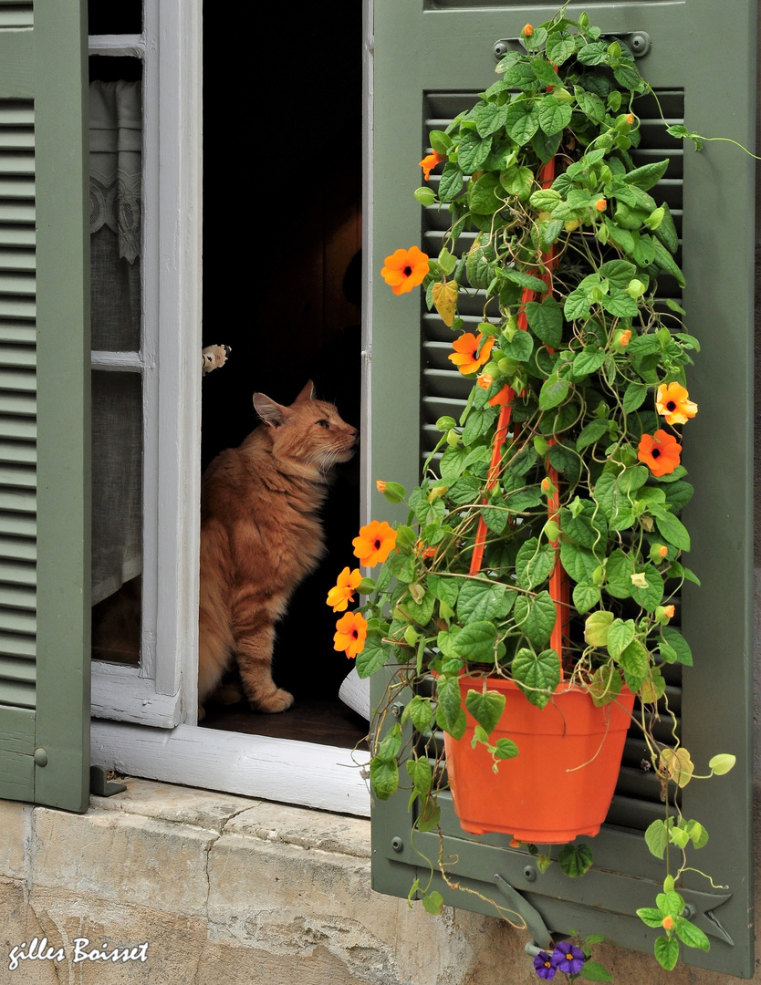 le chat roux et les capucines