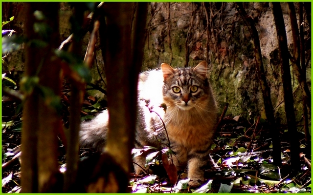 Le chat sauvage...