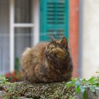 Le chat sur la muraille / Katze auf der Mauer