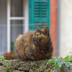 Le chat sur la muraille / Katze auf der Mauer