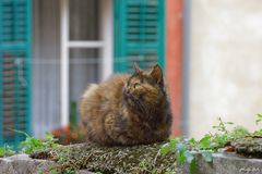 Le chat sur la muraille / Katze auf der Mauer