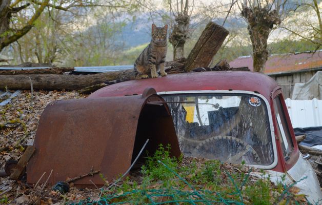 * le chat sur le toit de la Simca  Aronde Chatelaine*