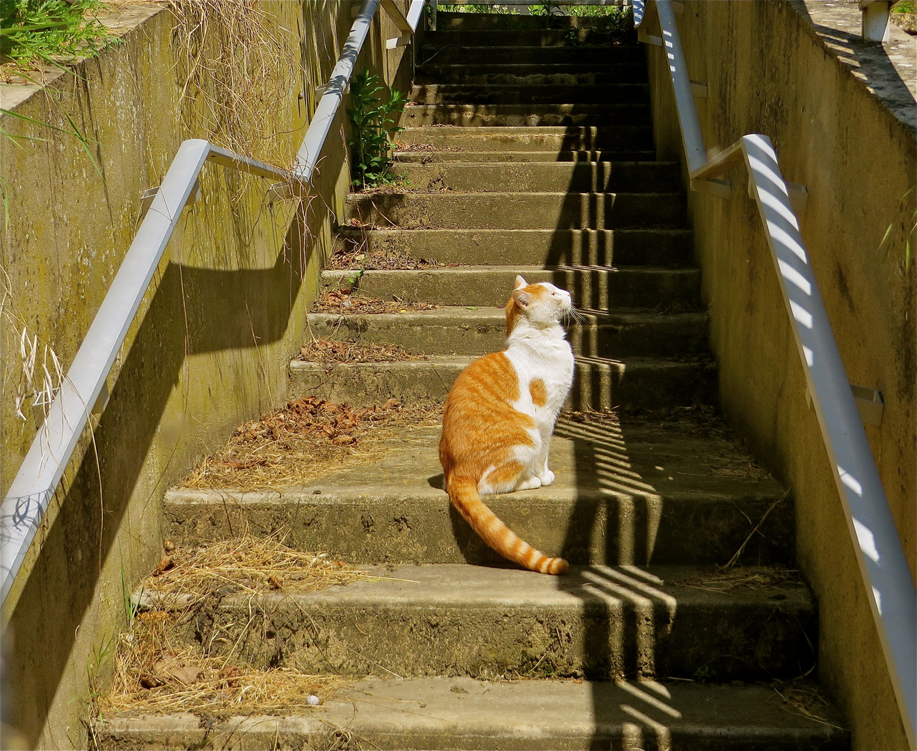 ...le chat sur l´escalier  !!!...