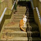 ...le chat sur l´escalier  !!!...