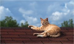 Le chat sur un toit brûlant