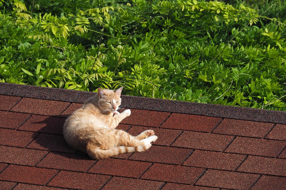 Le chat sur un toit brûlant