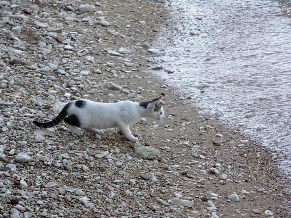 Le chat venu de la mer