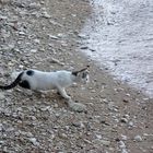 Le chat venu de la mer