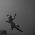 Le chat volant