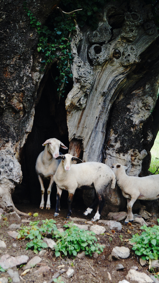 le chataigne le plus vieux tres bon abrit pour les moutons