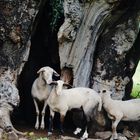 le chataigne le plus vieux tres bon abrit pour les moutons