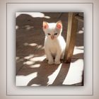 Le chaton blanc