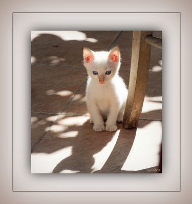 Le chaton blanc
