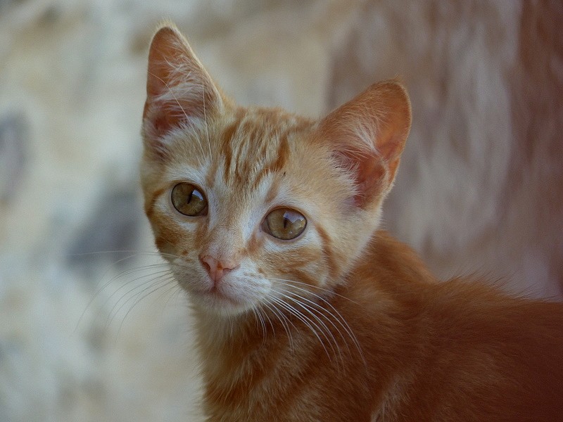 le chaton de Minerve