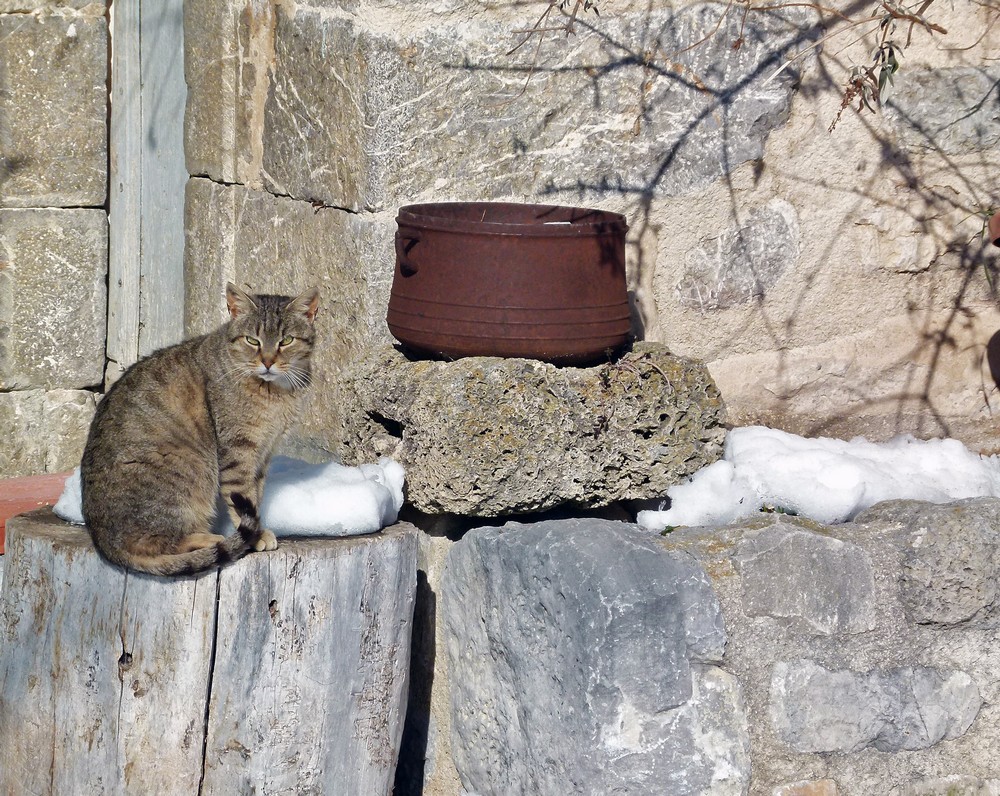 *le chaudron & le chat*