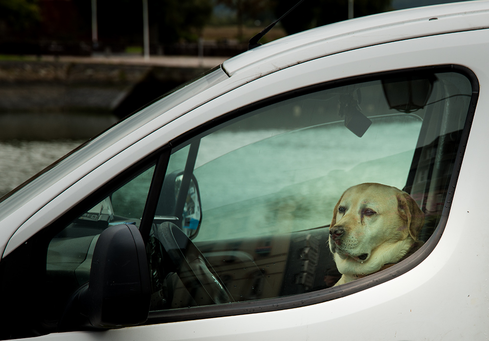 Le Chauffeur